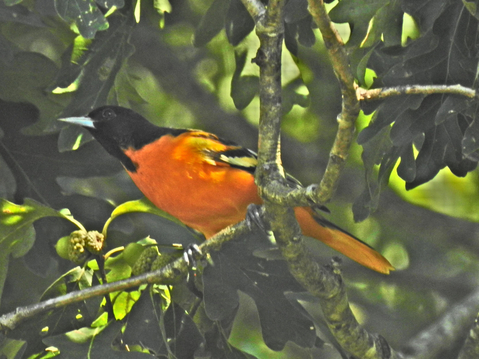 Baltimore Oriole